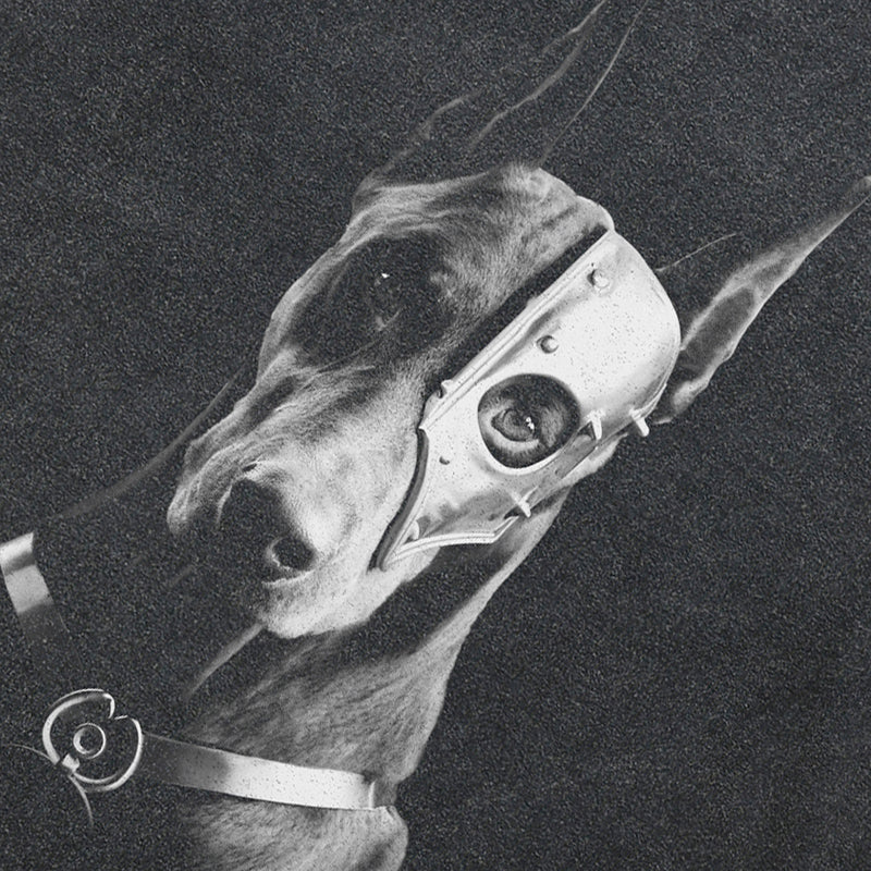 Doberman Dog Graphic T Shirts Y2K
